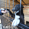 Временный дом: отловленных безнадзорных собак из Владивостока отправляют в приют под Артёмом (ФОТО)