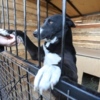 Под Артёмом приют для бездомных животных начал принимать собак из Владивостока — newsvl.ru
