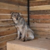 Отловленные собаки живут в вольерах — newsvl.ru