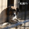 В мэрии рассказали, где в ближайшее время будут отлавливать собак во Владивостоке (СПИСОК)