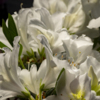 Рододендроны раскрывают прекрасные цветы — newsvl.ru