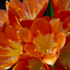 Оранжевое соцветие кливии — newsvl.ru