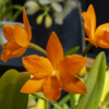 Орхидеи завоёвывают всё больше популярности у цветоводов — newsvl.ru