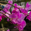 Орхидеи выпускают длинные цветоносы со множеством цветов — newsvl.ru