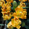 Махровые тюльпаны — newsvl.ru