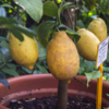 Лимоны уже набрали зрелость — newsvl.ru