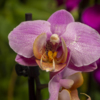 Орхидеи относятся к эпифитным растениям — newsvl.ru