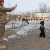 Девятиклассница Елизавета дрессирует собаку породы кане-корсо  — newsvl.ru