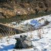 В прошлом году местные жители провели субботник на Второй речке, а администрация города до сих пор не вывезла с территории пакеты с мусором — newsvl.ru