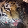 Пойманный в окрестностях Верхнего Перевала тигр мог поранить лапу о забор (ФОТО)