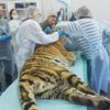 Фото Центра спасения животных «Тигр» — newsvl.ru