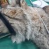Животное уже получает медикаментозное лечение — newsvl.ru