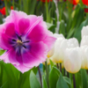 Тюльпаны – привычные и любимые многими цветоводами растения — newsvl.ru