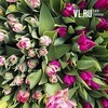 Тысячи тюльпанов вырастили в Ботаническом саду Владивостока к весне (ФОТО)