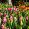 В этом году в Ботсаду вырастили около 10 тысяч тюльпанов — newsvl.ru