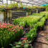 В Ботаническом саду выращивают более 50 сортов тюльпанов — newsvl.ru