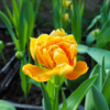 Тюльпаны очень популярны в городском озеленении  — newsvl.ru