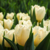 Нежный бахромчатый тюльпан — newsvl.ru