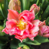 В Ботсаду выращивают более 50 сортов тюльпанов — newsvl.ru