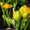 На продажу идут тюльпаны 18 сортов — newsvl.ru