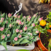 Некоторые тюльпаны украшают оранжерею — newsvl.ru