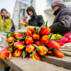 Яркие тюльпаны радуют глаз и напоминают о том, что уже наступила весна — newsvl.ru