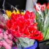 Цвета у тюльпанов очень жизнерадостные — newsvl.ru