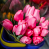 Розовые тюльпаны смотрятся очень нежно — newsvl.ru