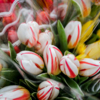 Тюльпаны считаются самыми весенними цветами — newsvl.ru