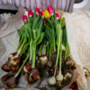 Цветы можно купить и с луковицами — newsvl.ru