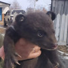 Двух месячных медвежат, оставшихся без мамы, доставили в центр спасения животных под Алексеевкой (ФОТО)