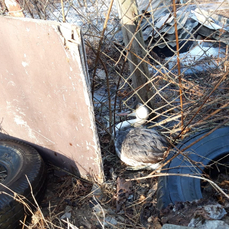 Житель Владивостока спас птицу, которая запуталась в металлической сетке