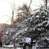Необычно красиво этим утром выглядели заснеженные шапки деревьев — newsvl.ru