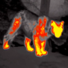 «Хищник 2022»: ночную жизнь дальневосточного леопарда запечатлели с помощью тепловизора (ВИДЕО)
