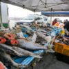 Много замороженной рыбы с Камчатки и Преображения лежит на прилавках — newsvl.ru