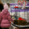 Волонтёры движения завлекают посетителей пушистыми усатыми котами и маленькими щенятами — newsvl.ru