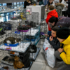 Посетители торгового центра знакомятся с котами на выставке — newsvl.ru