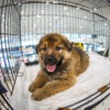 Один из щенков поедет домой уже сегодня — newsvl.ru