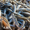 Во Владивостоке обнаружили почти 80 тонн протухшей сайры из Китая