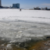 Лёд на море уже тает — newsvl.ru