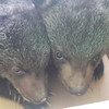 Ещё двух медвежат доставили в центр спасения животных под Алексеевкой