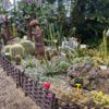 Постоянная экспозиция кактусов в оранжерее Ботсада — newsvl.ru