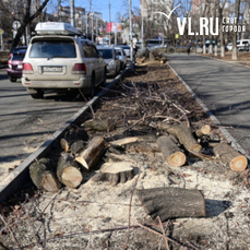 В районе Депутатской аллеи вырубили больные деревья для «реконструкции зелёных насаждений» 