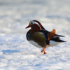 Кое-где на протоке ещё держится лёд, но птицам он не помеха — newsvl.ru