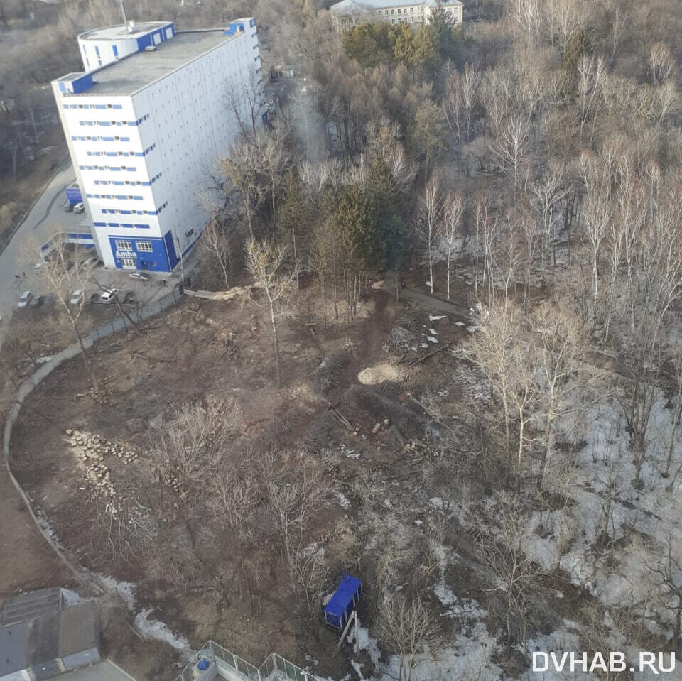 Деревья рубят в хабаровском дендрарии под парковку на десятки машин (ФОТО)  — Новости Хабаровска