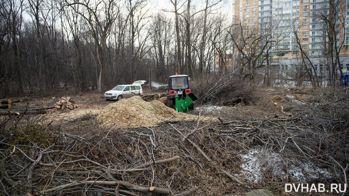 Свыше пятисот деревьев уничтожат в парке «Хабаровский Дендрарий»