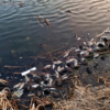 Один из вариантов – рыба задохнулась из-за того, что озеро сильно промёрзло — newsvl.ru