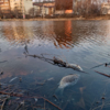 Водоём считается искусственным, но в нём было много рыбы — newsvl.ru