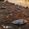 Специалисты выясняют причину массовой гибели рыб в озере в Уссурийске (ФОТО)