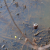 Вместо урн люди бросают мусор прямо в водоём с утками — newsvl.ru